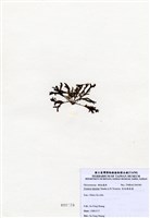 藏品(有柄褐扇藻)的圖片